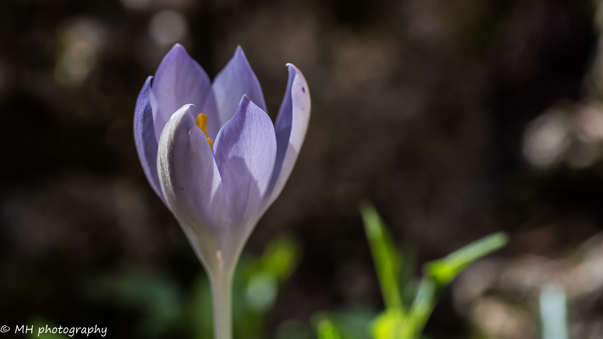 Vorfrühling