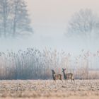 Vorfrühling...