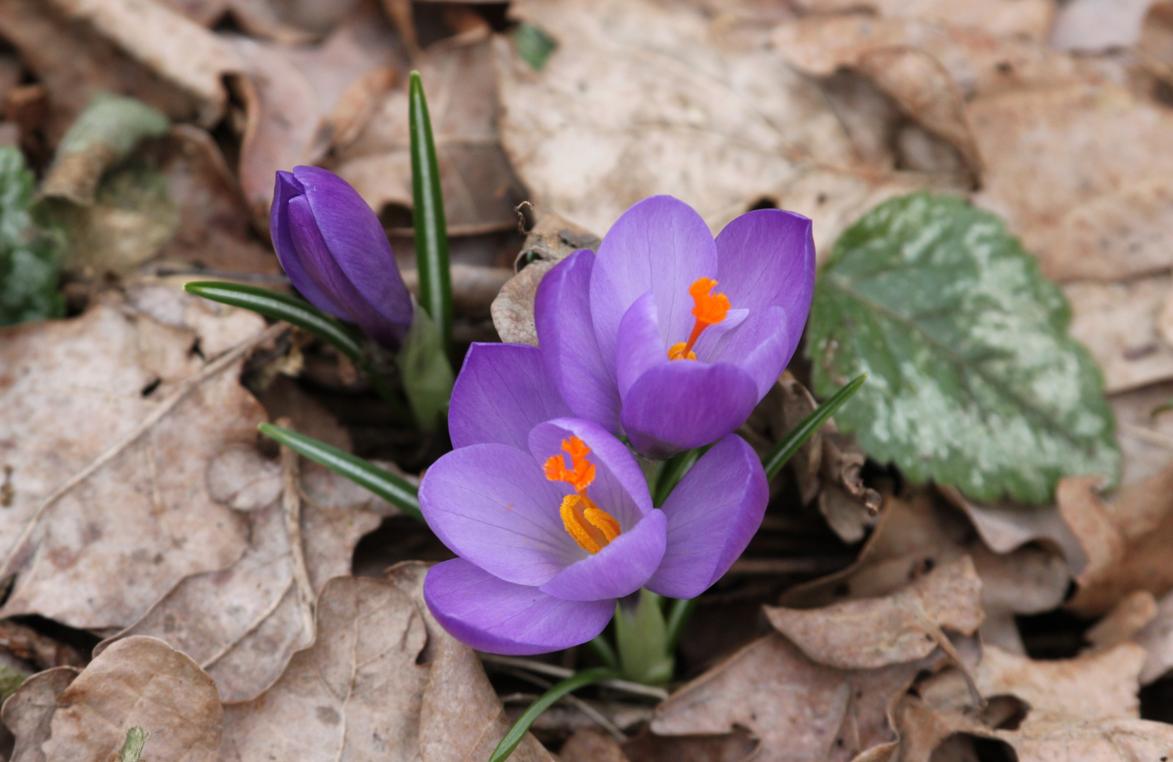 Vorfrühling