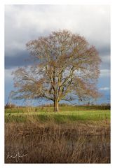 Vorfrühling