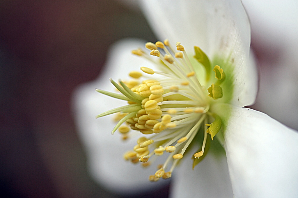 Vorfrühling