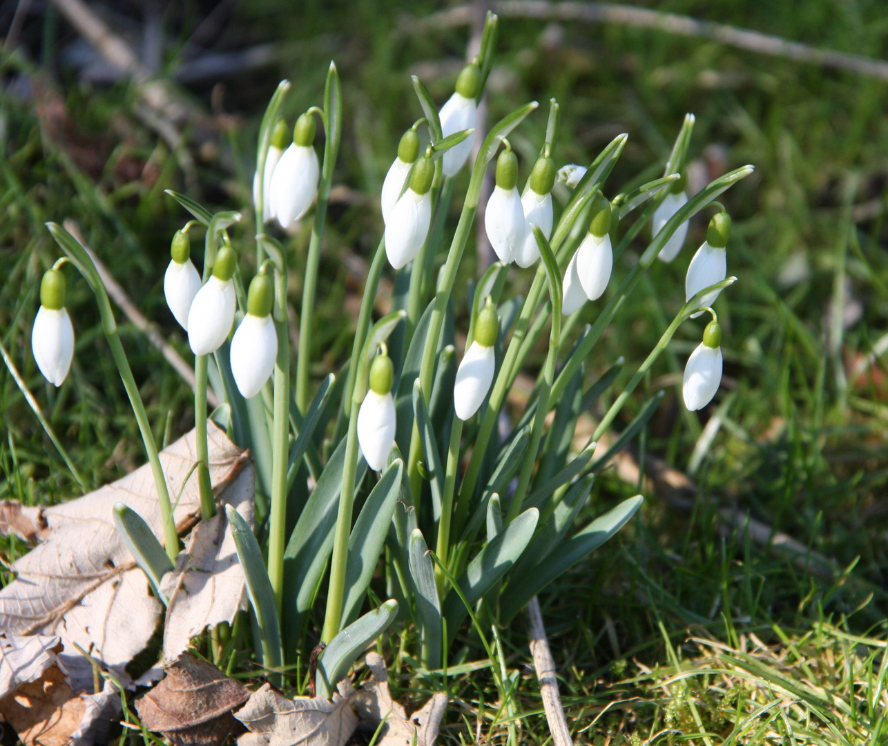 vorfrühling