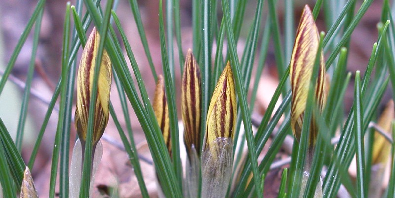 ****Vorfrühling***