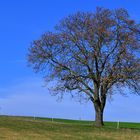 Vorfrühling