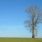 Vorfrühling