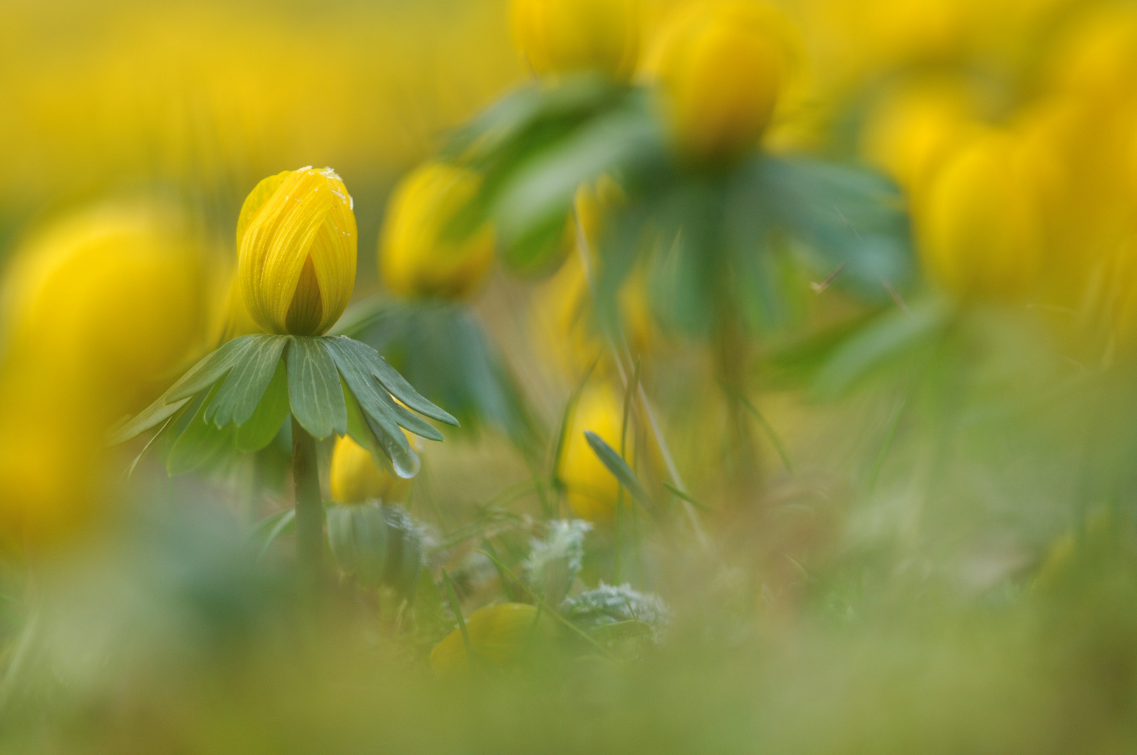 Vorfrühling