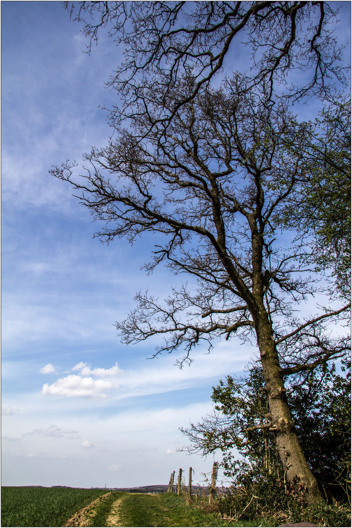 Vorfrühling