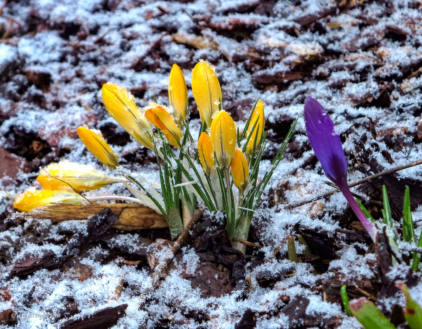 Vorfrühling