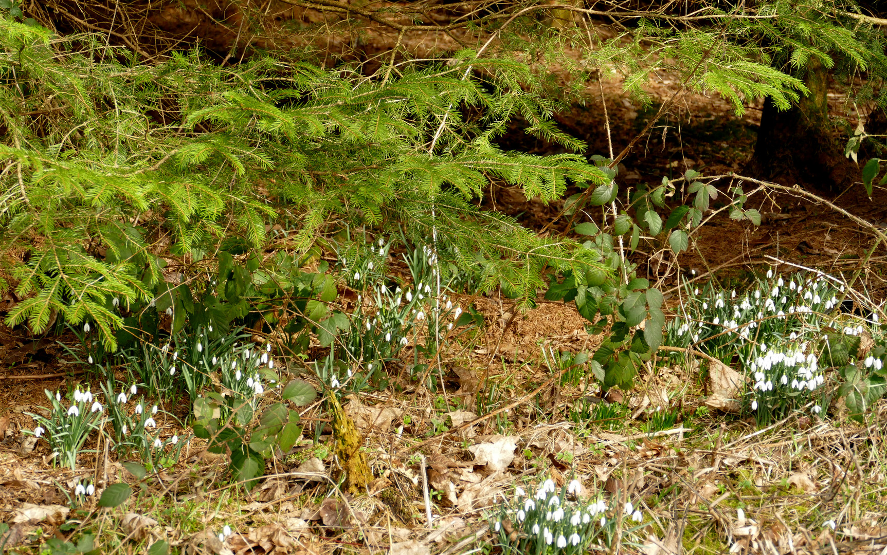 °°°° VORFRÜHLING °°°°