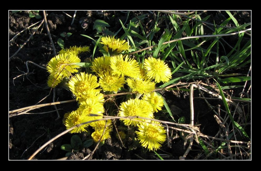 Vorfrühling