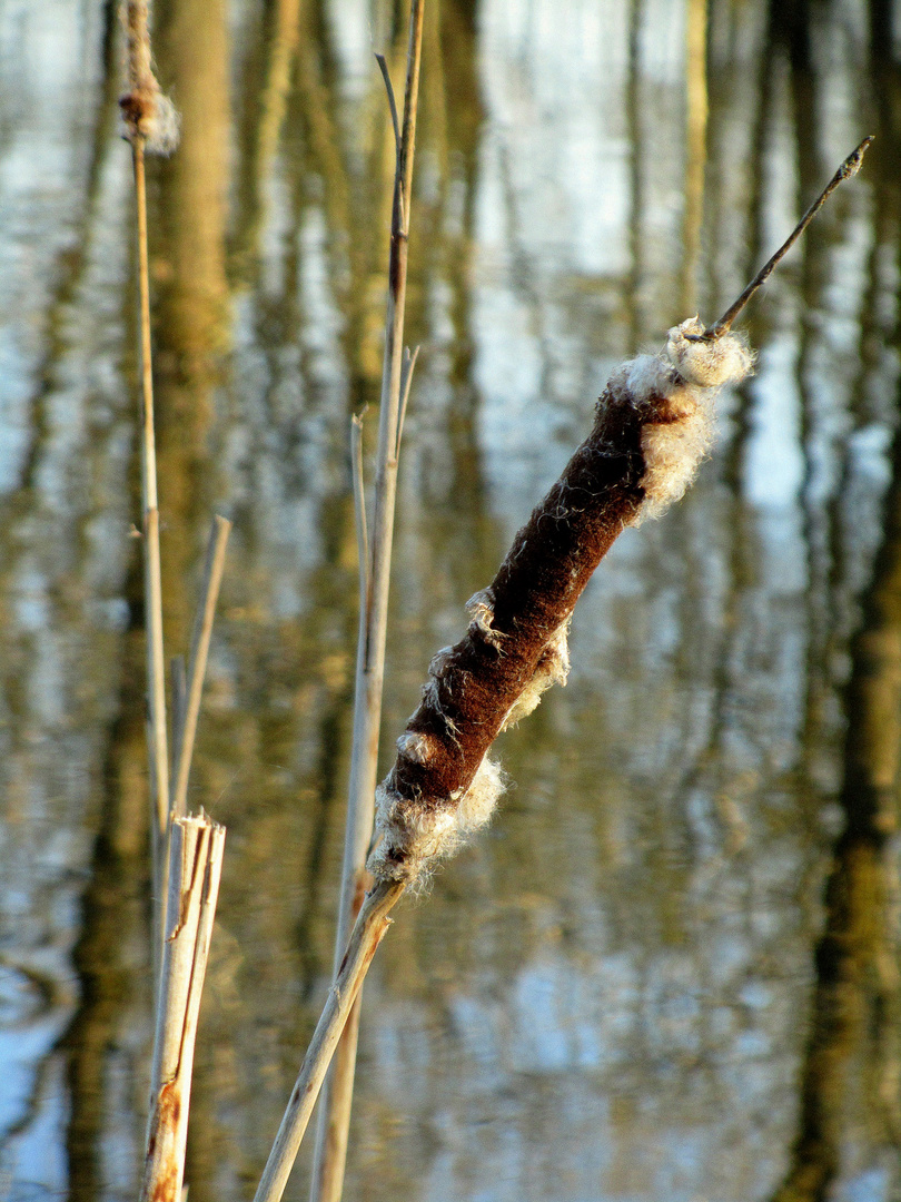 Vorfrühling