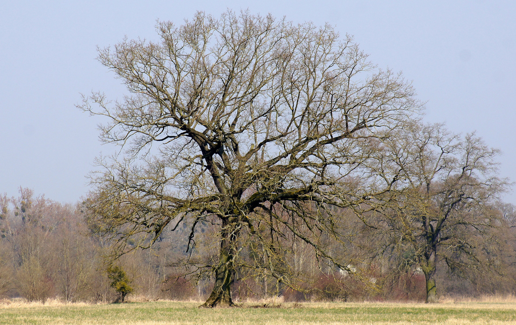 Vorfrühling