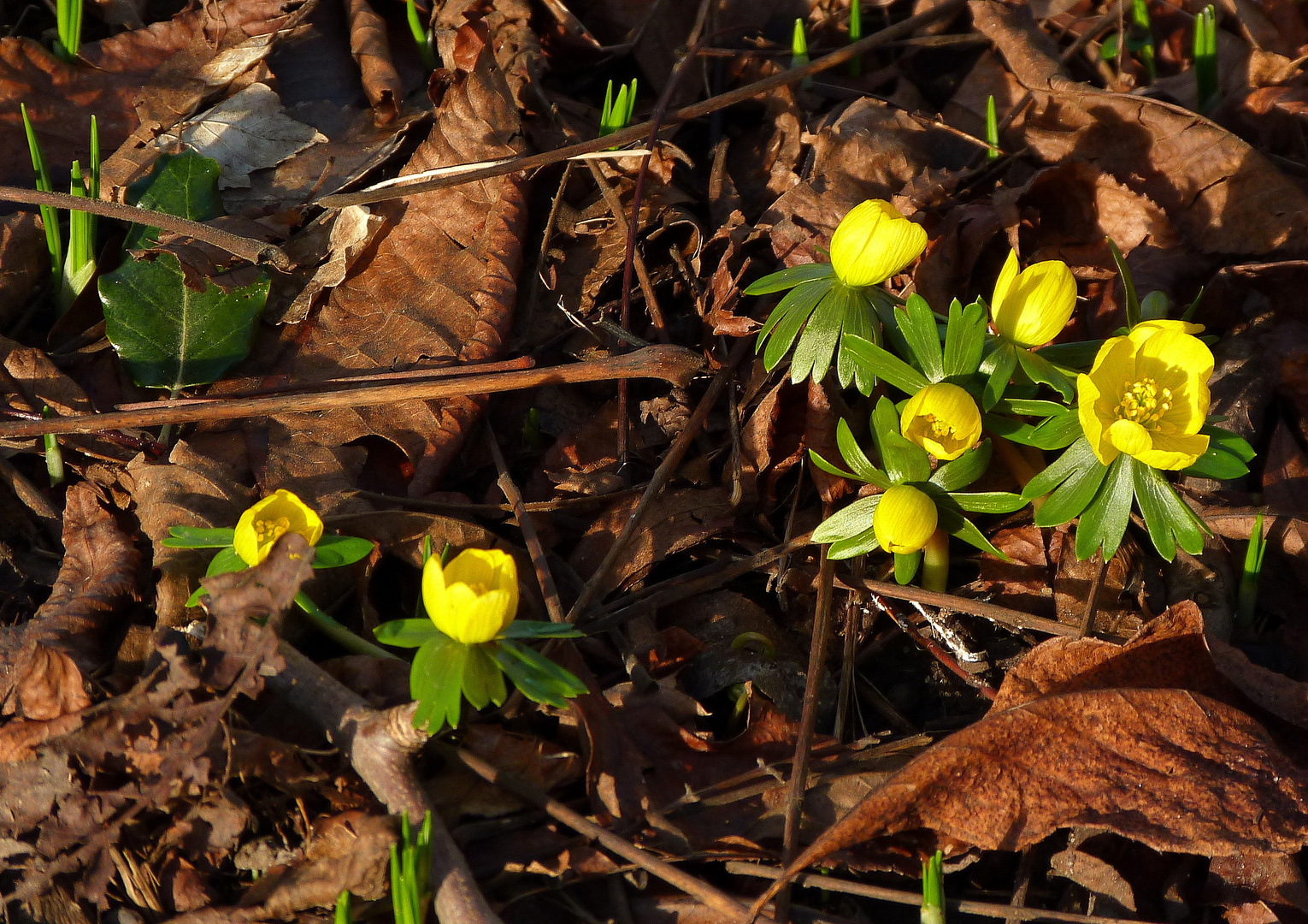 Vorfrühling