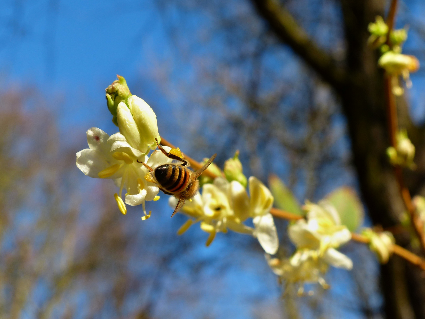 VORFRÜHLING