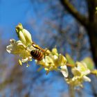 VORFRÜHLING