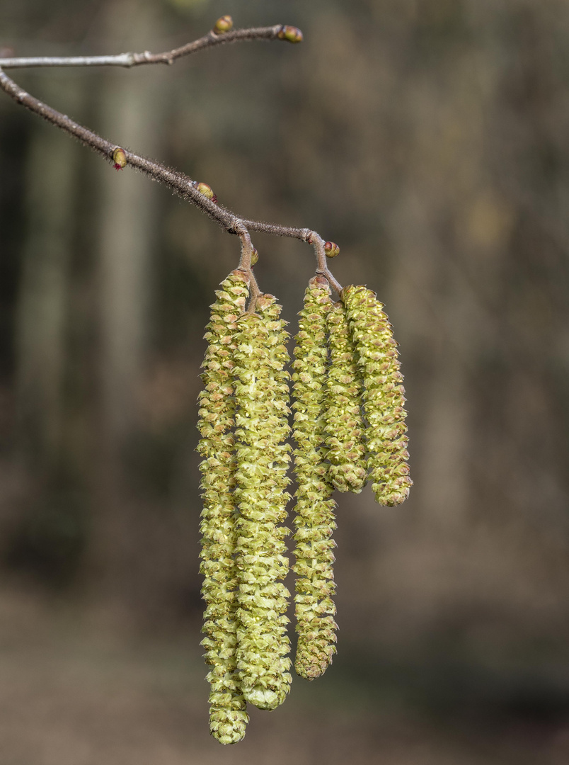 Vorfrühling