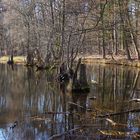 Vorfrühling am Fließ