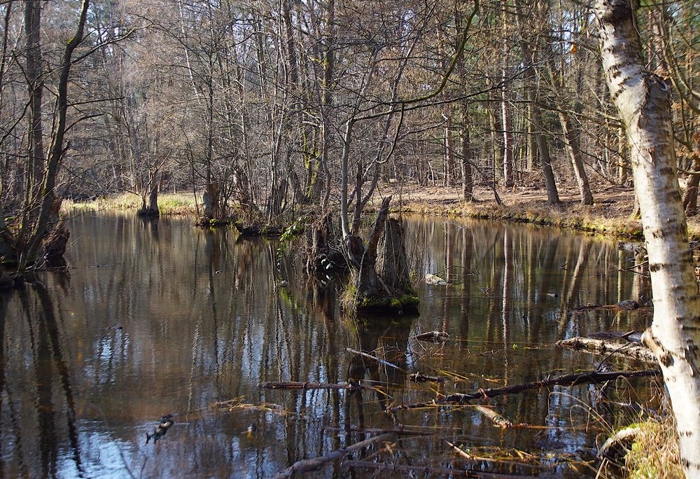 Vorfrühling am Fließ