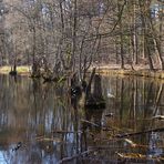 Vorfrühling am Fließ