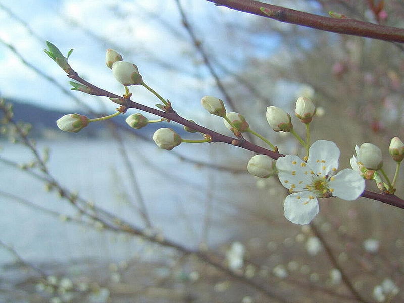 Vorfrühling am Mittelrhein....