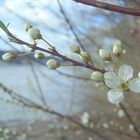 Vorfrühling am Mittelrhein....