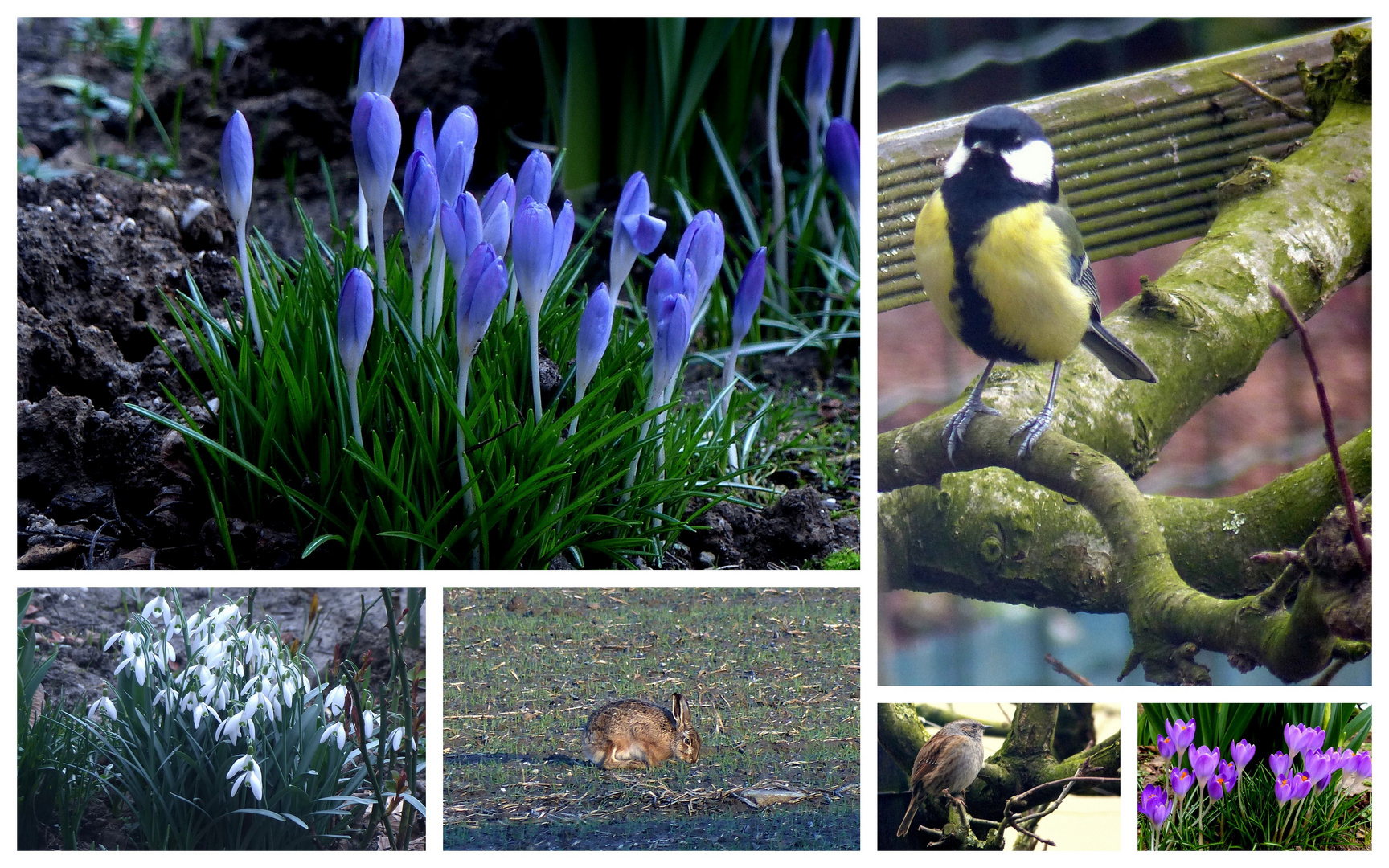 Vorfrühling am Niederrhein