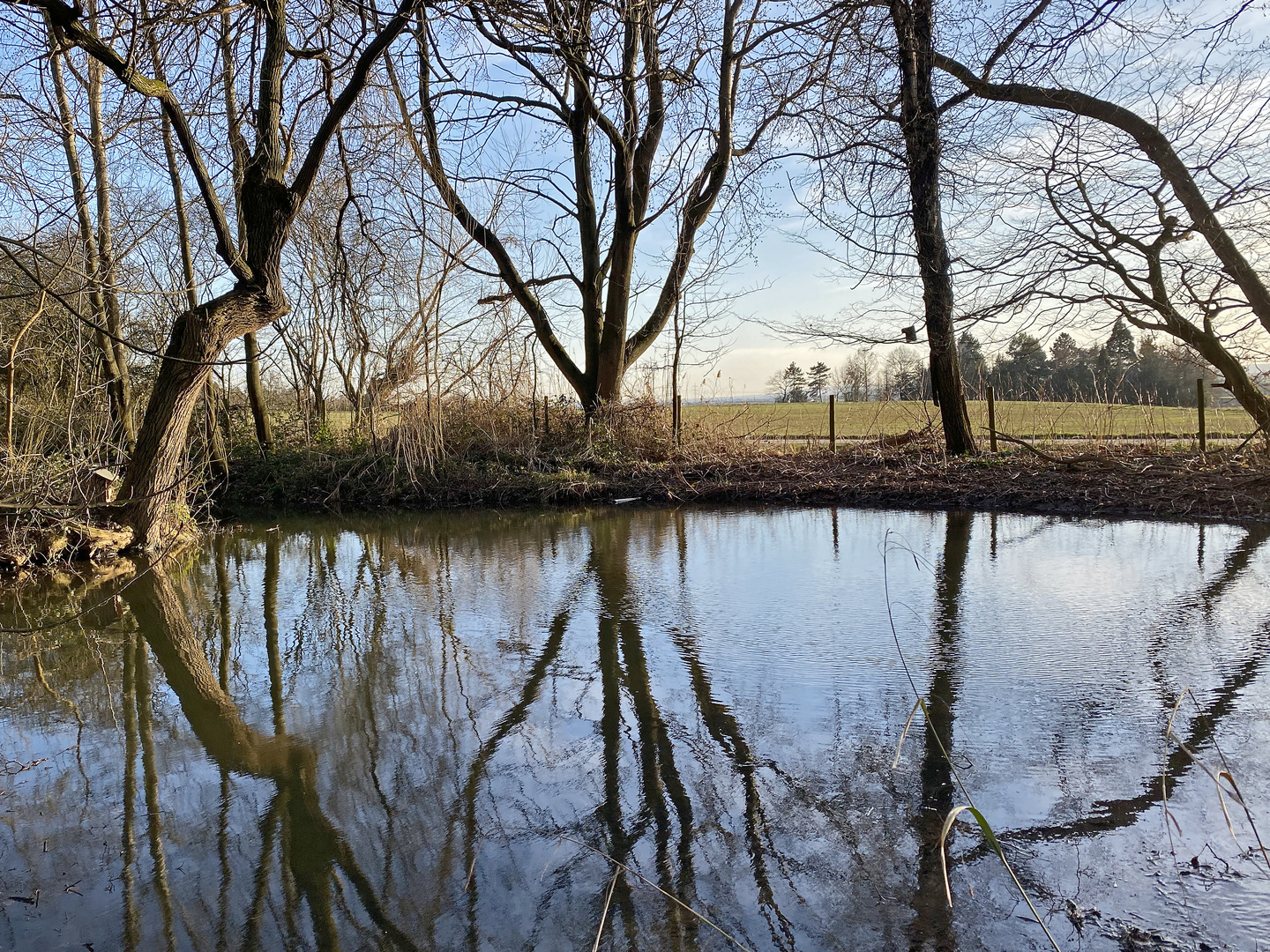 Vorfrühling am Teich