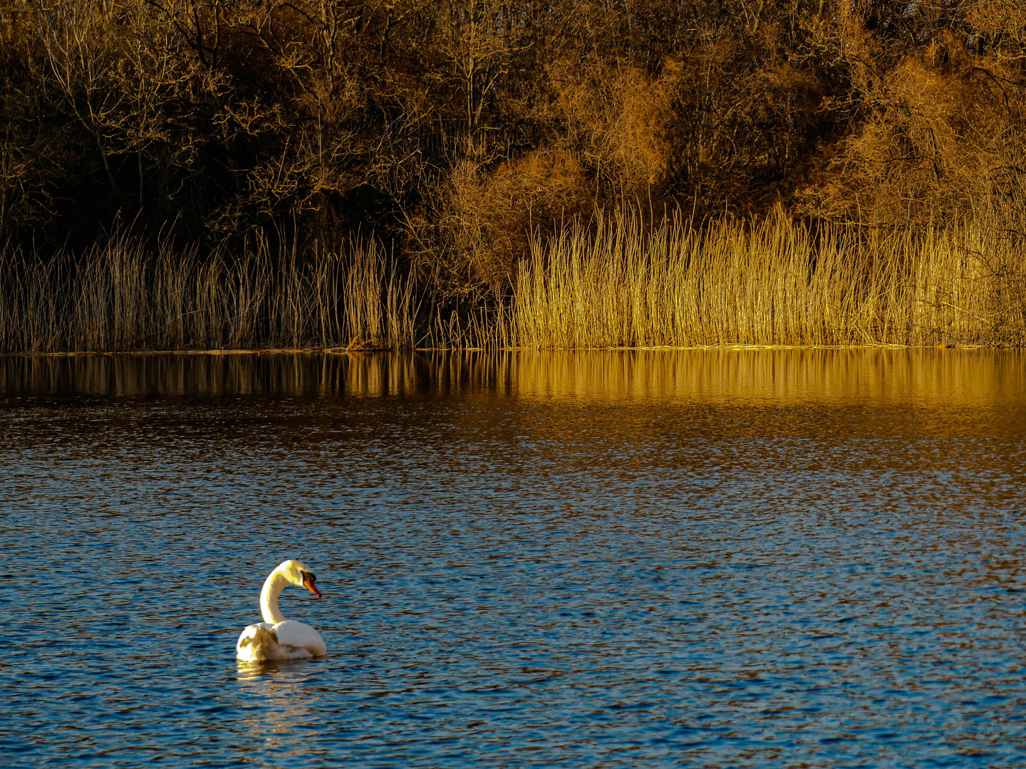 Vorfrühling am Teich