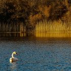 Vorfrühling am Teich