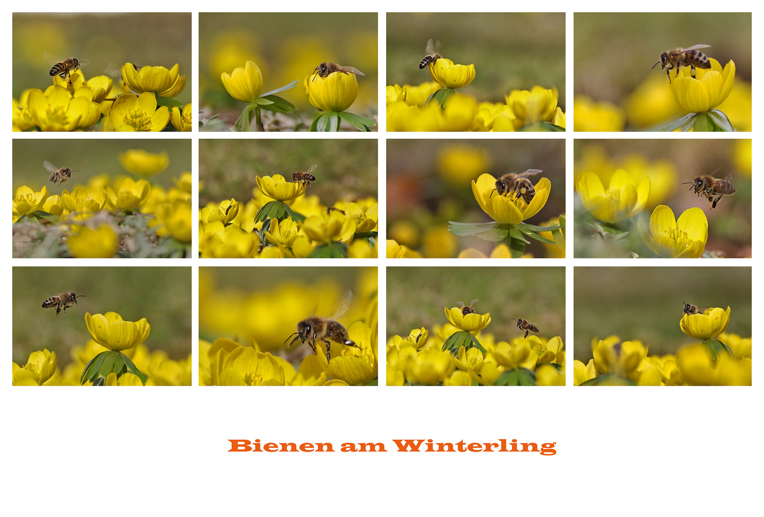 Vorfrühling am Winterling