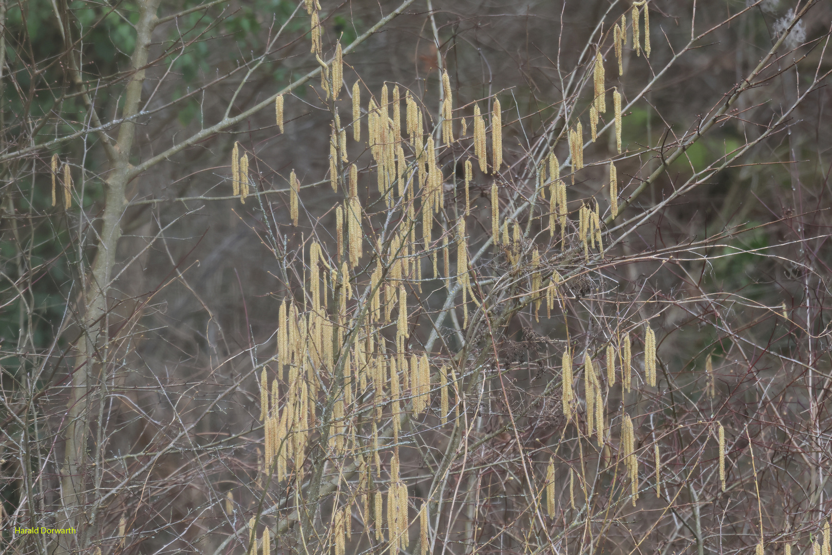 Vorfrühling am Zeuterner See