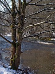 Vorfrühling an der Agger (2) bei Overath