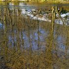 Vorfrühling an der Agger (3) bei Overath