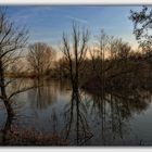 Vorfrühling auf der Bislicher Insel II