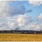 Vorfrühling auf der Hohenloher Ebene