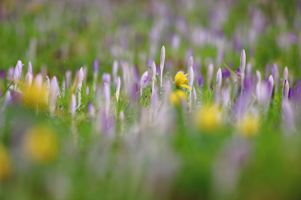 Vorfrühling auf der Insel Mainau