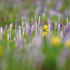 Vorfrühling auf der Insel Mainau