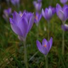 Vorfrühling auf der Wiese !