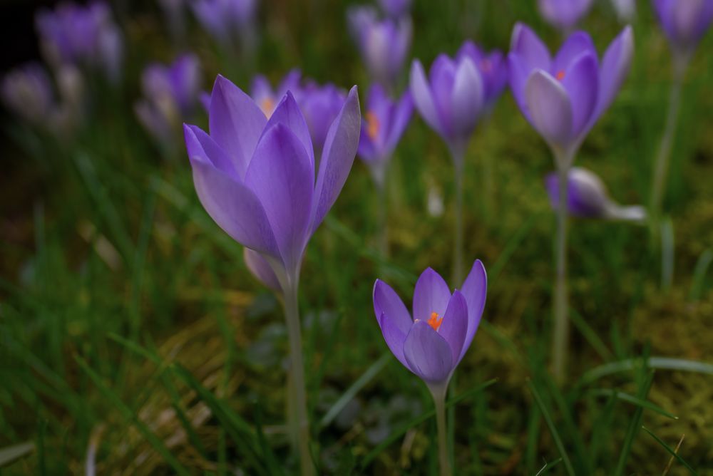 Vorfrühling auf der Wiese !