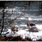 -Vorfrühling-