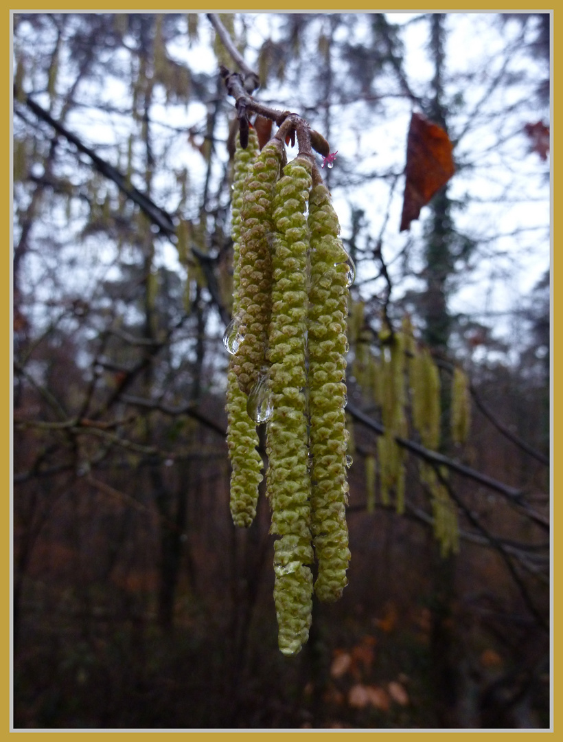 Vorfrühling;-)