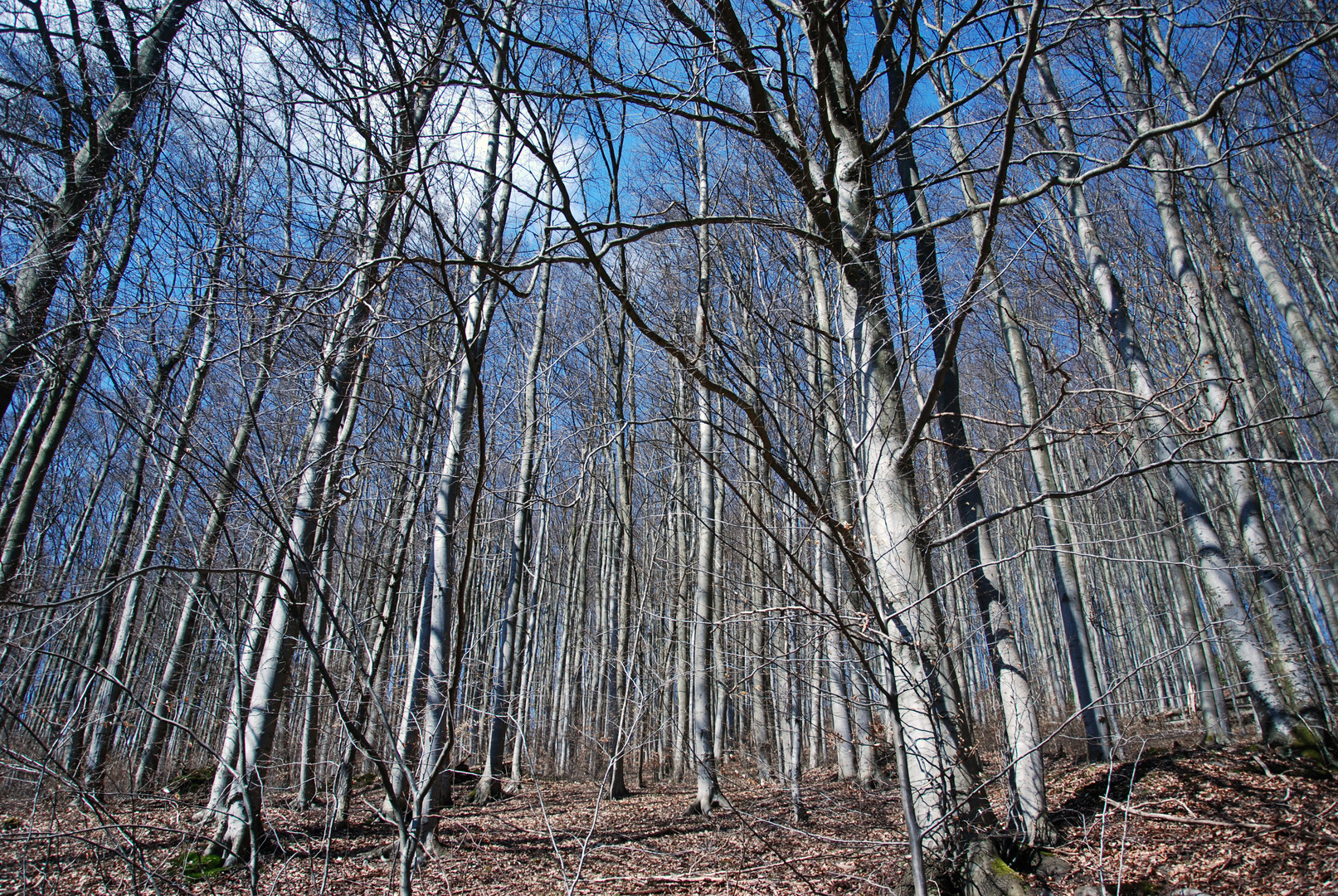 Vorfrühling