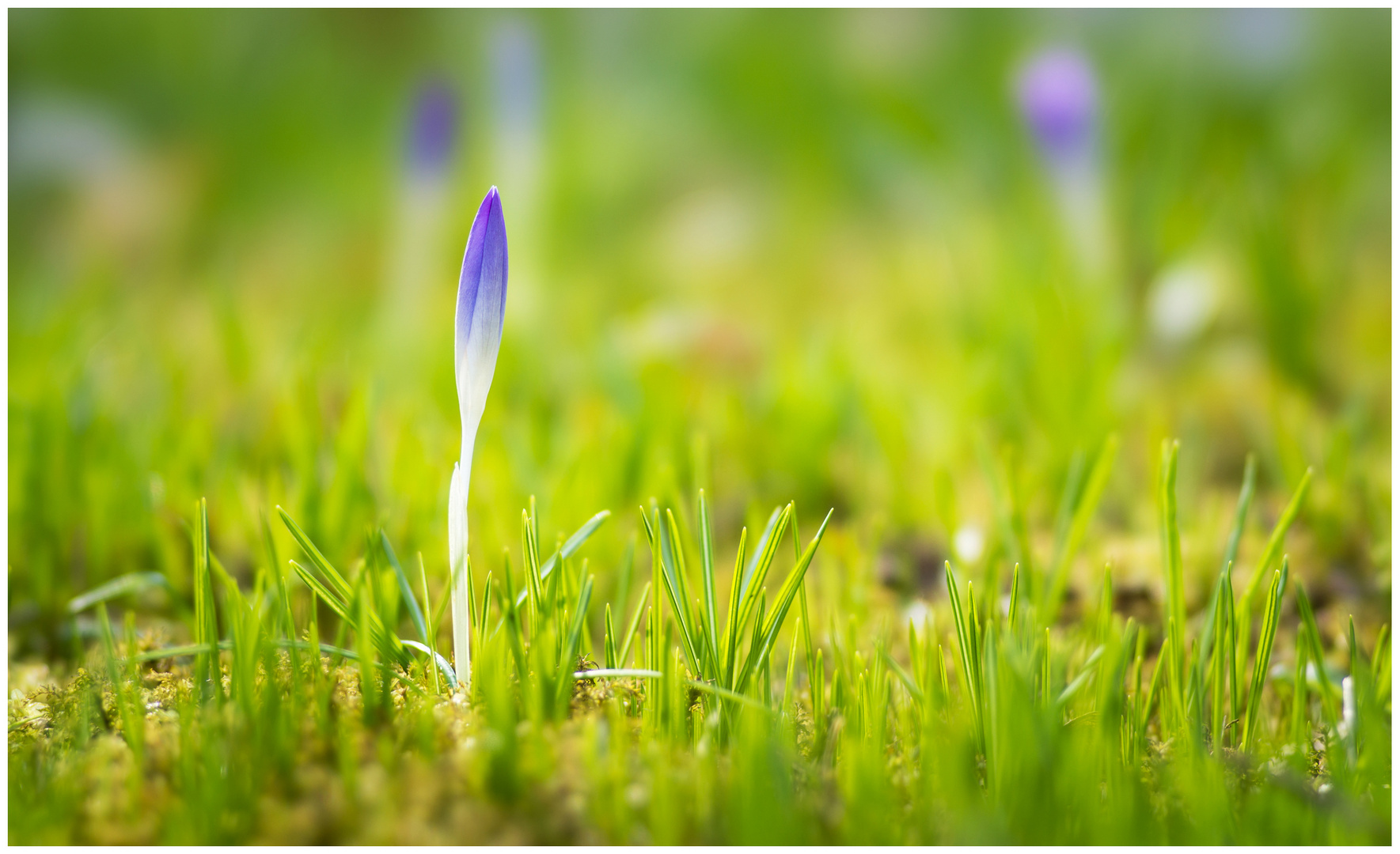 Vorfrühling