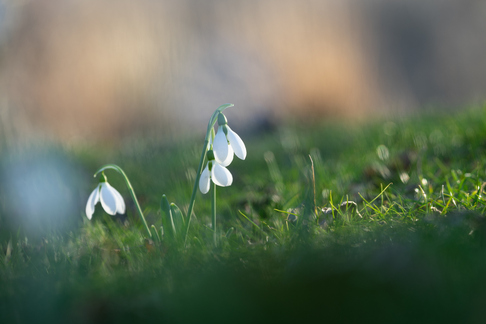 Vorfrühling