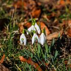 Vorfrühling