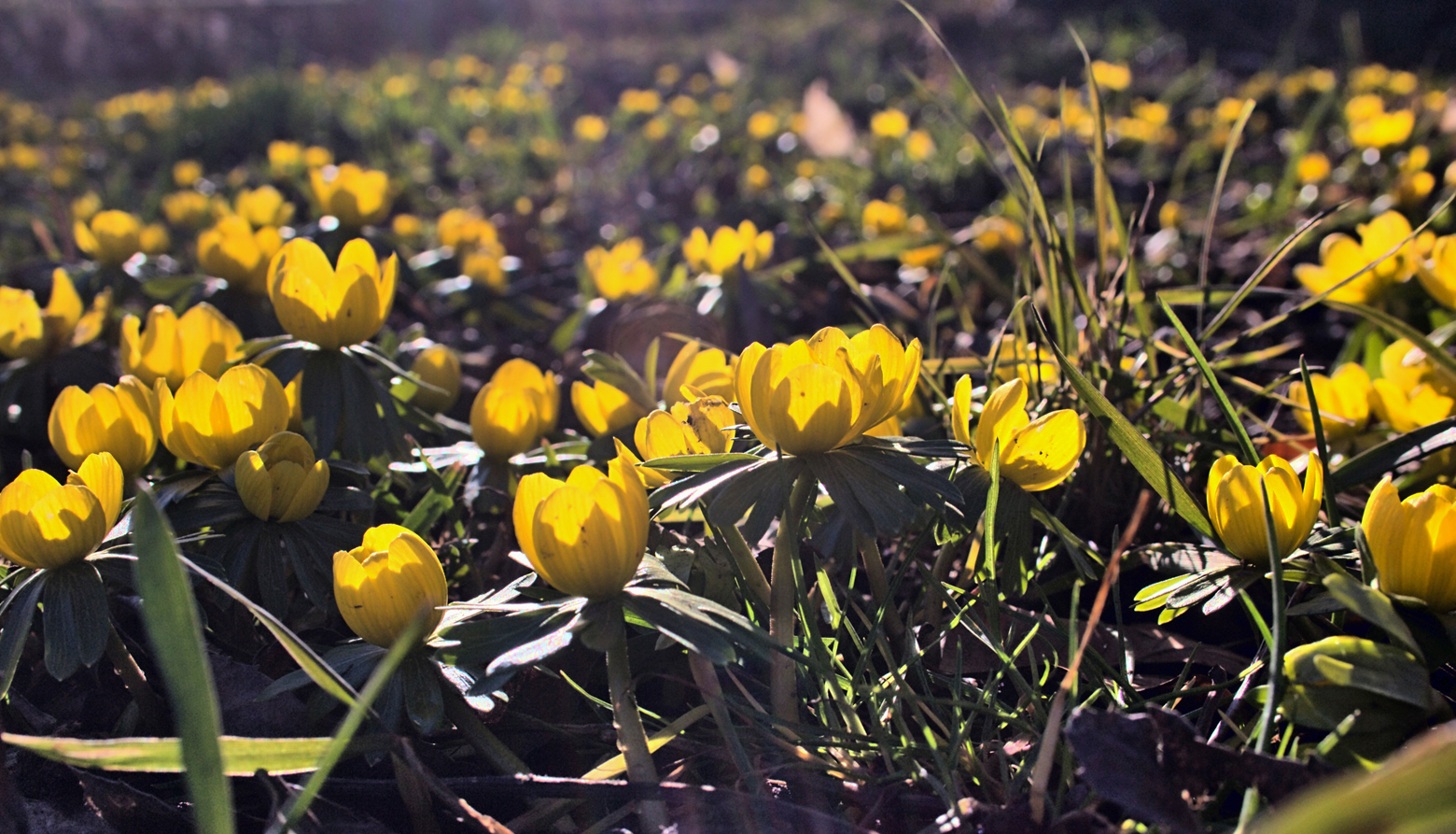 Vorfrühling