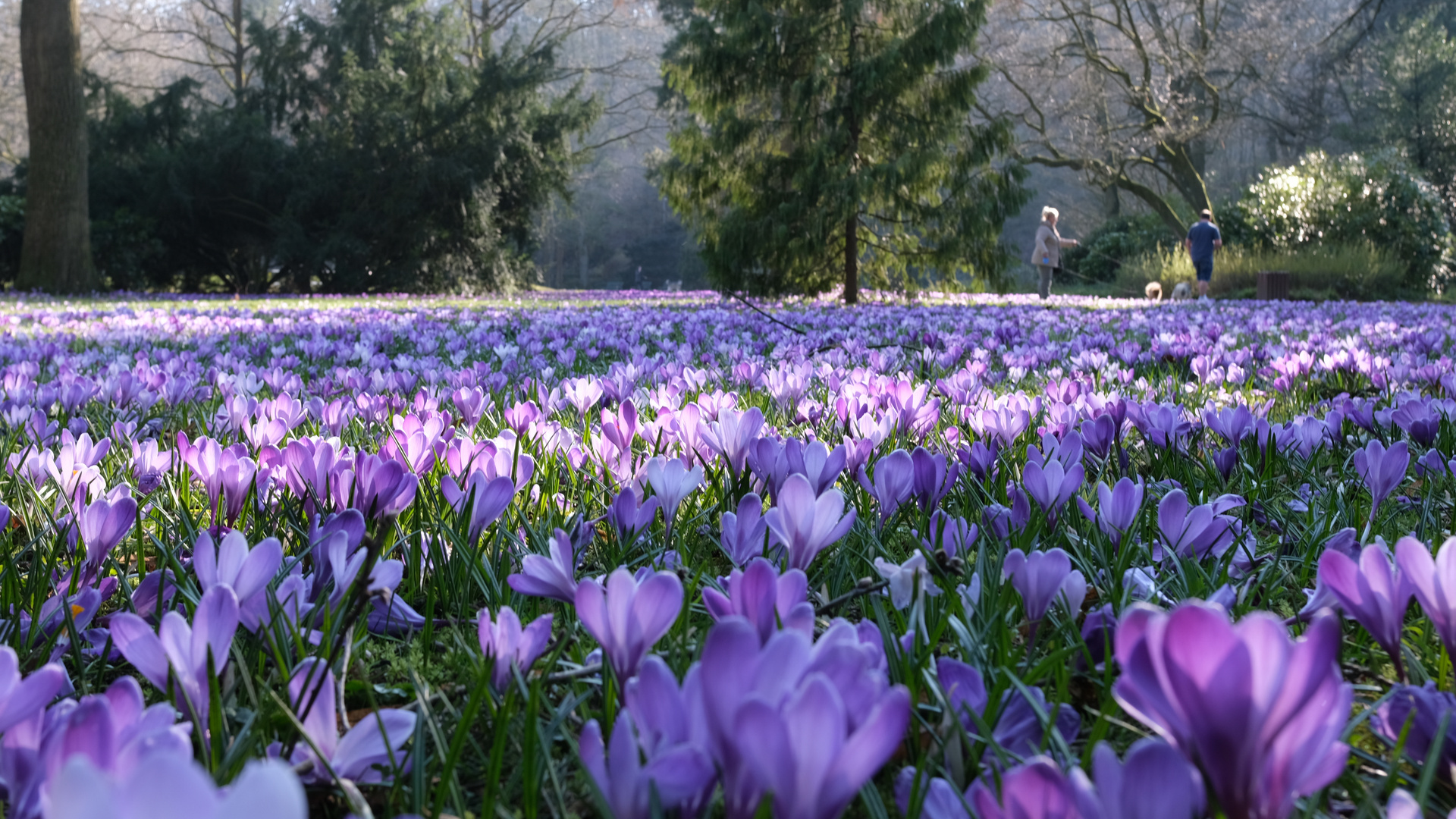 Vorfrühling 