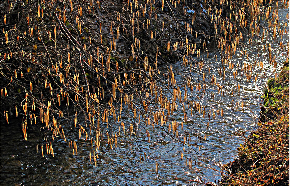 Vorfrühling