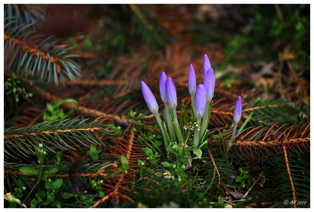 Vorfrühling