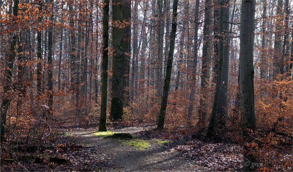 Vorfrühling für einen Tag